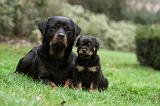 ROTTWEILER 381